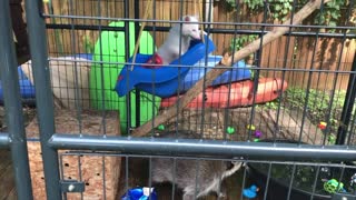 Racoons Spend Playtime on Swing