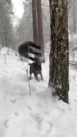 Leopard Fighting His Enemy