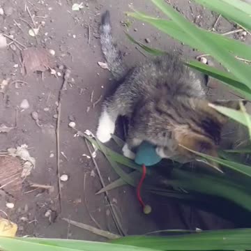 Asmr 😻😻 Kitten and mouse playing part 2