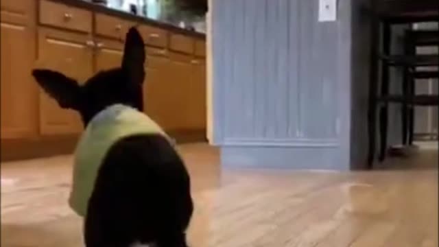 funny dogs video