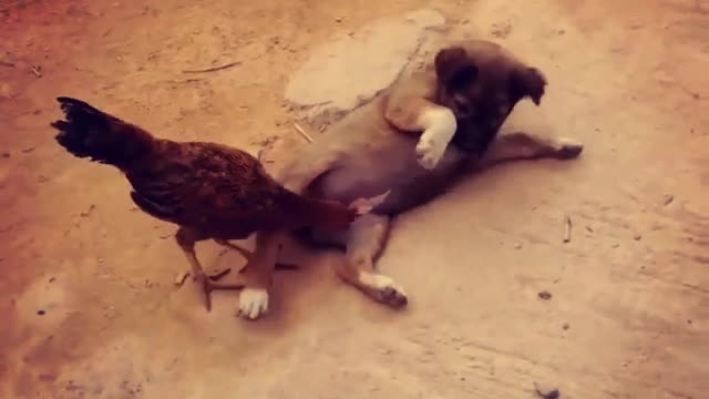 Comedy WBA championship featuring Hen vs Puppy