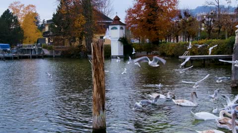 Beautiful flight of seagulls