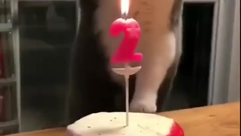 cat second birthday and cat paws cute