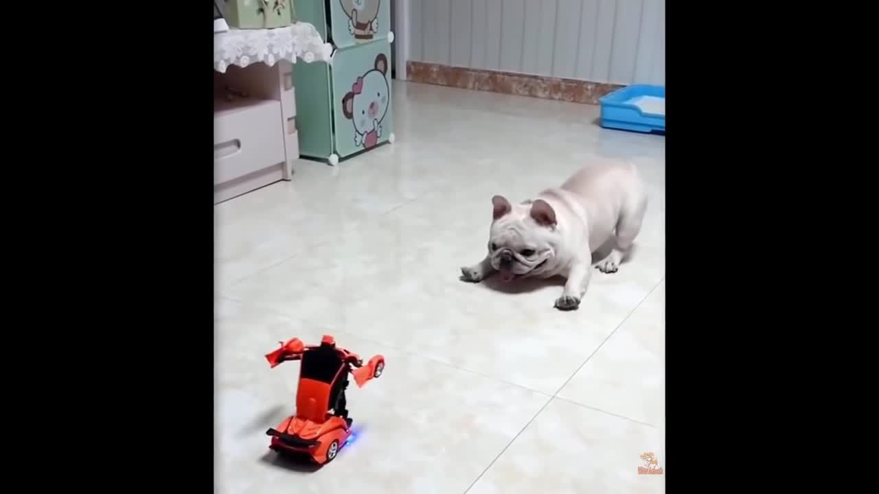 Dog and Cat Reaction to Toy - Funny Dog & Cat Toy Reaction Compilation