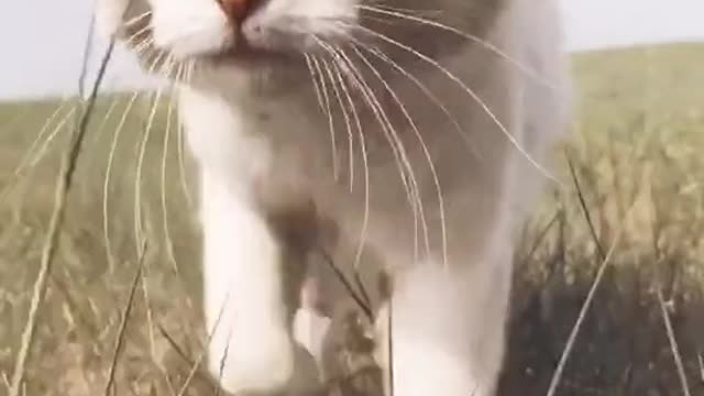 This cat looks a bit like a white lion