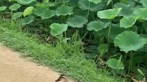 A cute duck is walking