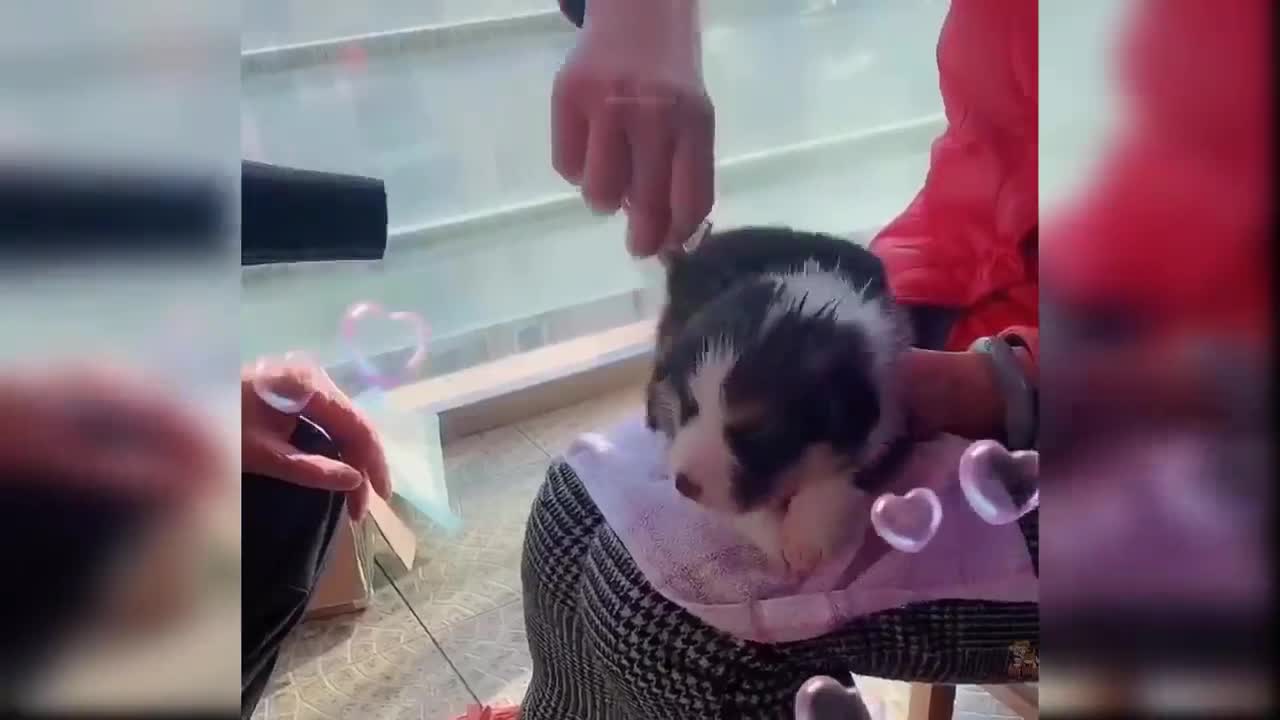 Sweet little pup bathing in the bathtub, too cute, puppy, love, funny dog