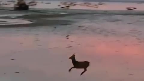 Deer goes for a morning skip across a beach 🙌🏼