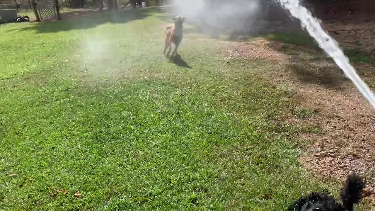 Poodle loves all water games!