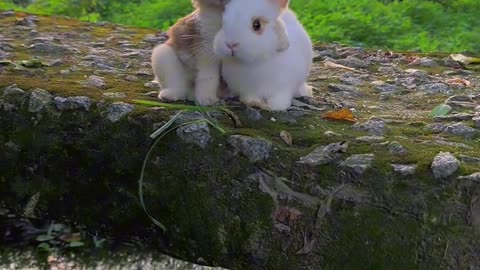 Funny videos