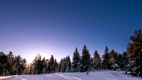 Clear sky at sunrise in a forest