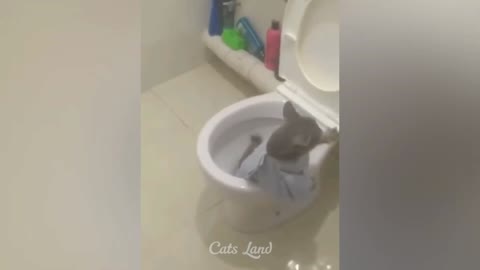 OMG !! So Cute Cats || One Cat Fall Down in Toilet