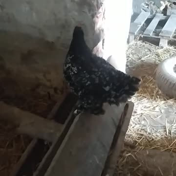 Little Emily jump 🐓🐤🪶🐔