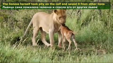 Lion show Amazing video#shorts