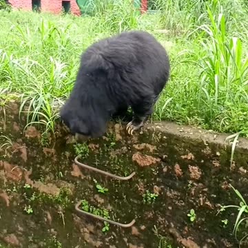 Wild animals inside the park​ (Bear) | part-1