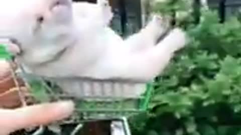 This White Puppy Is So Cute # Shorts # Cute # Dogs # Cute Dogs # Dog Video 😎😍