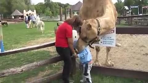 TRY NOT TO LAUGH Funny Babies At The Zoo