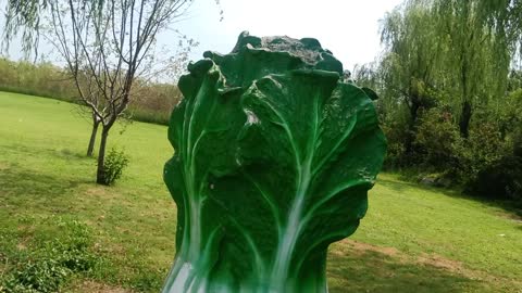 This is a giant cabbage