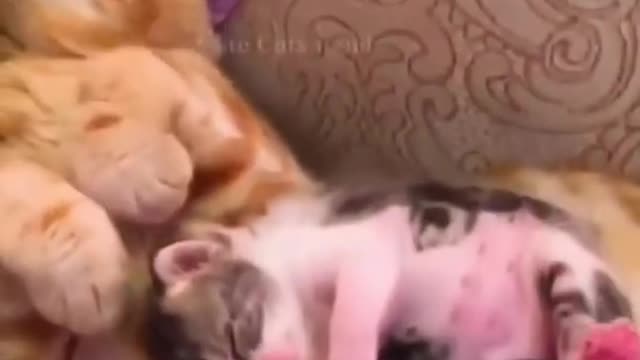 Best of the 2021 funny animal ,Cute Pet's & Cat's Fun videos, love animals.