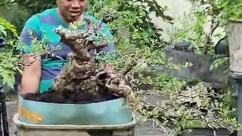 WOOW BONSAI TREE , UNBOXING PHEMPIS ACIDULA