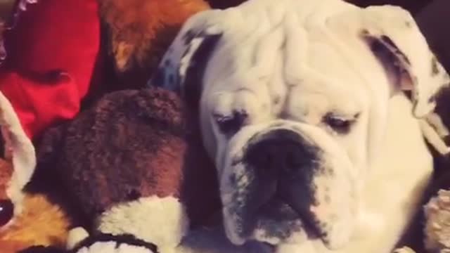 Can you spot the dog in this pile of stuffed animals?