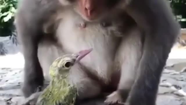 Acquaintance of a monkey and a bird