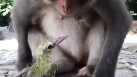 Acquaintance of a monkey and a bird