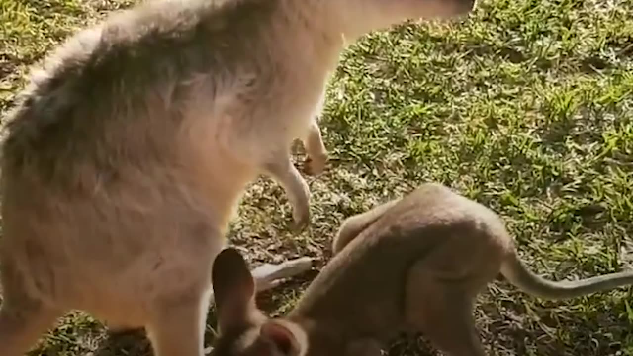 Boy And His Baby Kangaroo Are Inseparable | The Dodo Soulmates