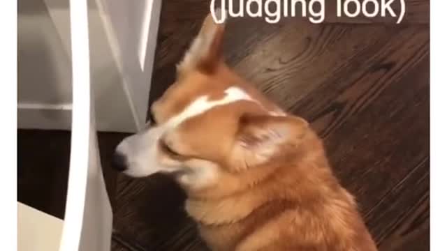 dog funny #shorts 2022🐕🐕🐕🐕🐕🐕🐕🐕