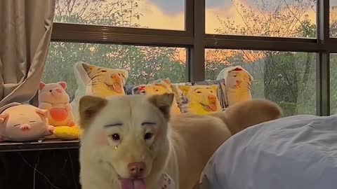 Dog life collection 19
