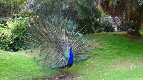 beautiful peacock dance amazing look