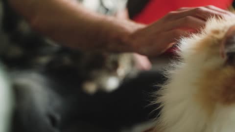 ohhh cat