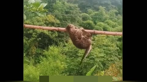 Funny videos of cat and dog