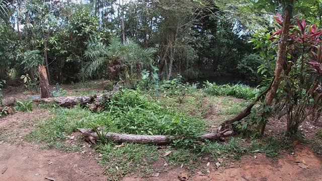 samiu jungle