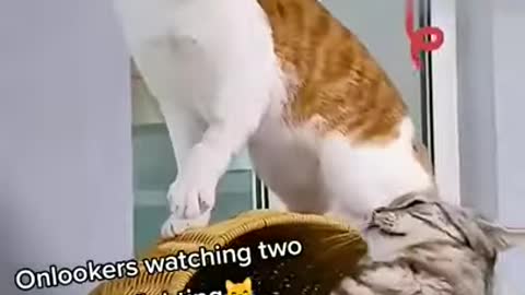 🐈 cat vs cat