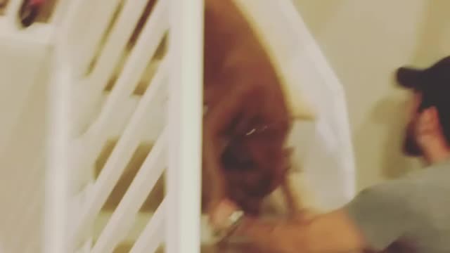 Big brown dog refuses to go down stairs