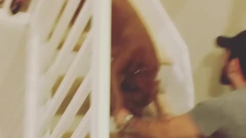 Big brown dog refuses to go down stairs