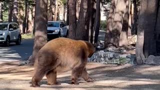 Bear Trying to Open a Bear-Proof Dumpster