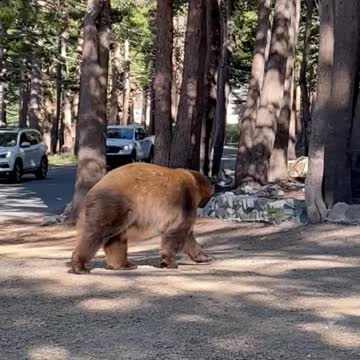 Bear Trying to Open a Bear-Proof Dumpster