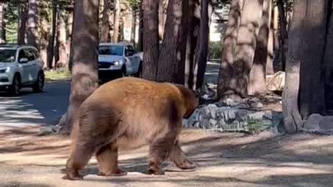 Bear Trying to Open a Bear-Proof Dumpster