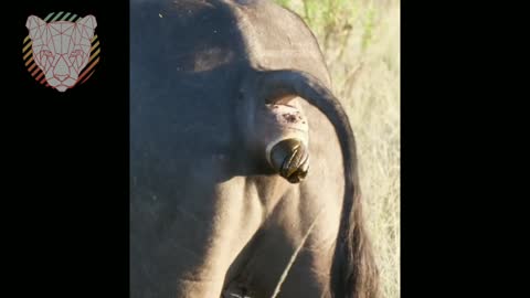 This you didn't know about the African buffalo | wild animal - wild world