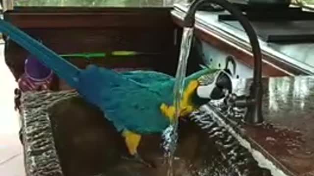 Bird taking shower