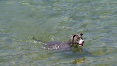 ‏Dog Lake Swim Puppy Pet Animal