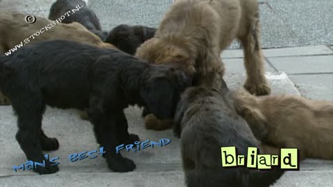 briard & pups