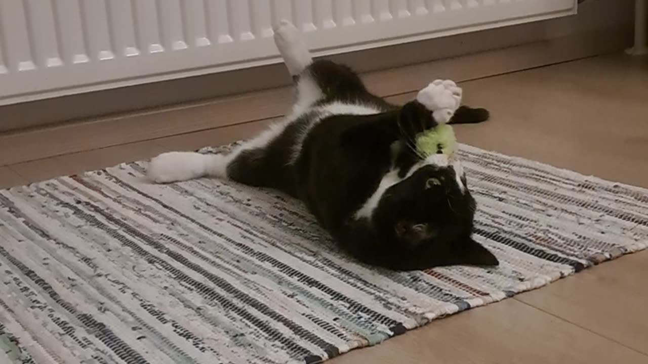 Lulu playing with green mouse toy