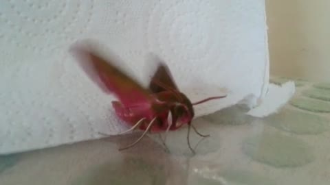 Elephant Hawk Moth's First Flight