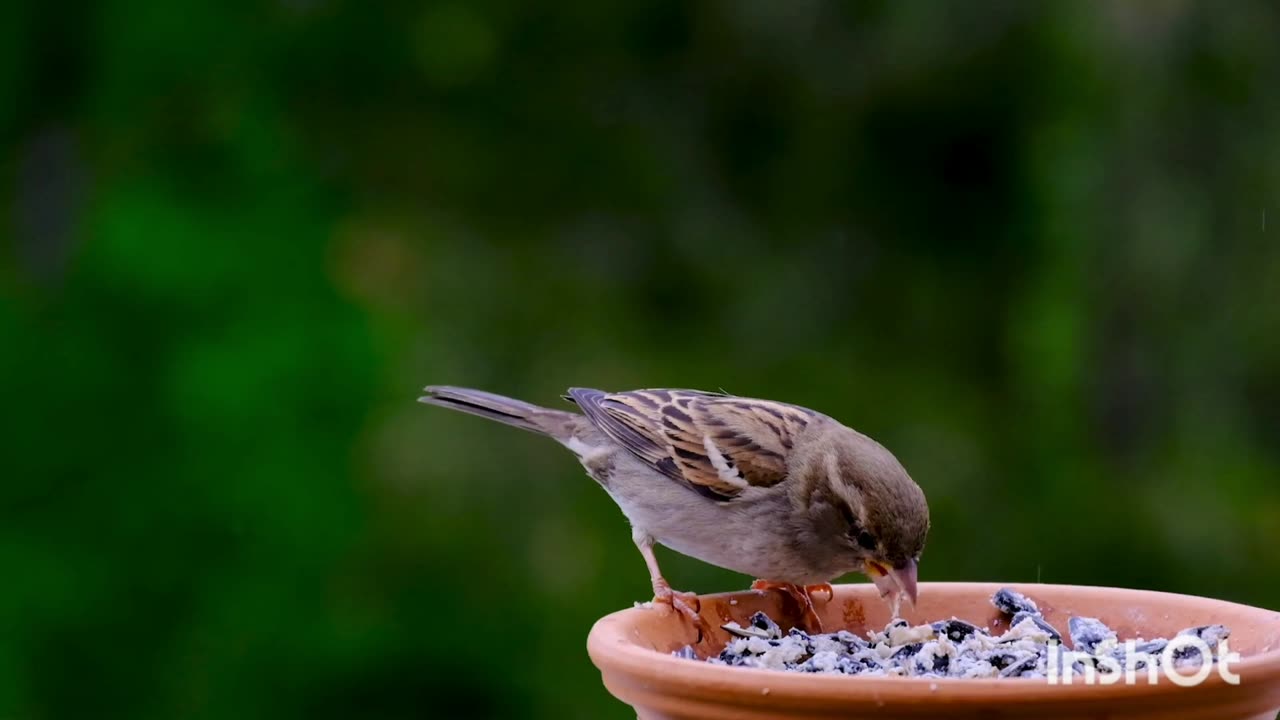 Beautiful Bird Paying