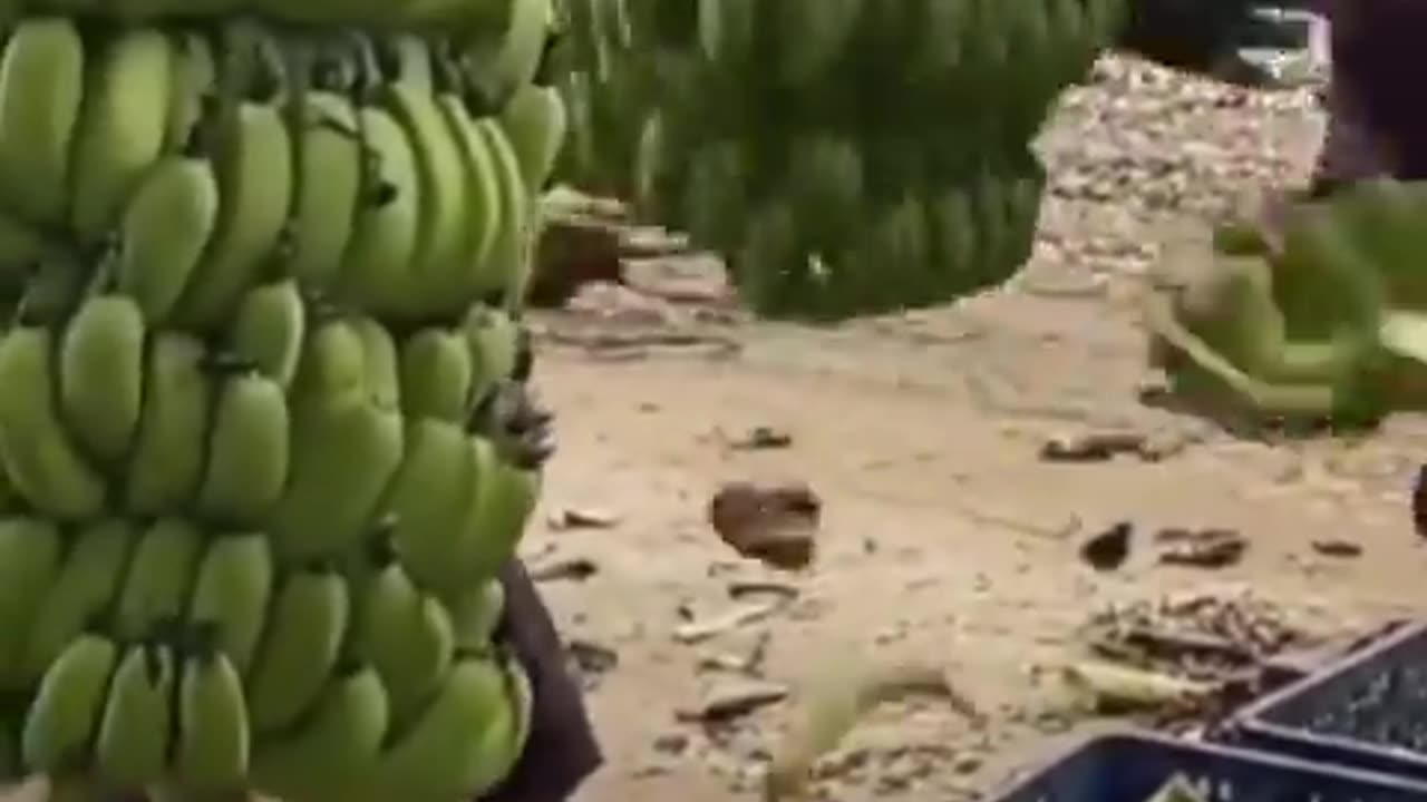 HOW BANANA’S ARE PROCESSED ON THIS PLANTATION