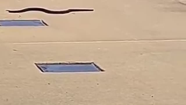 Summer time snake out of its hibernation