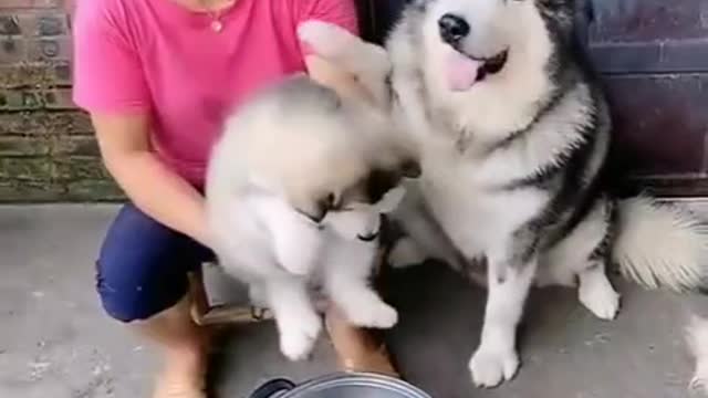 Funny dog